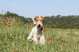 FOX TERRIER 010